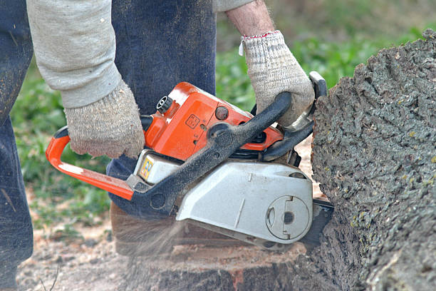 How Our Tree Care Process Works  in  River Falls, WI